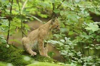 Eurasian lynx (Lynx lynx) youngster sitting in a forest, Bavaria, Germany, Europe