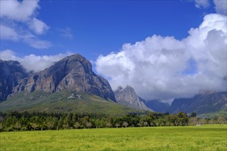 Mountains Jonkershoek Nature Reserve, Stellenbosch, Western Cape, South Africa, Africa