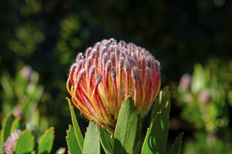 Leucospermum cordifolium (Protea Leucospermum cordifolium), flower, flowering, silver tree plant,