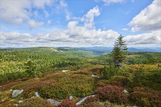 Vegetation with Norway spruce (Picea abies) and colored European blueberry (Vaccinium myrtillus) on