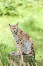 Eurasian lynx (Lynx lynx) sitting on a tree trunk, Bavaria, Germany, Europe