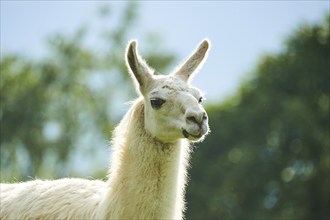 Llama (Lama glama), portrait, Tirol, Kitzbühel, Wildpark Aurach, Austria, Europe