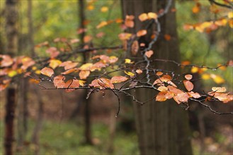 A photo of a branch of a beech tree with autumn-coloured leaves, Neustadt am Rübenberge, Lower