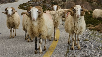 Sheep with thick woollen coats block a narrow mountain road, Kallikratis, Kallikratis Gorge,