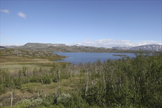 Transition from fell birch forest with low birch trees to treeless tundra, Lapland, Sweden,