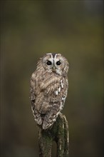 Tawny owl (Strix aluco) adult bird on a fence post in a woodland in the autumn, England, United