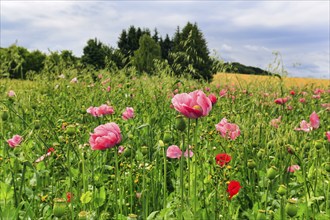 Opium poppy (Papaver somniferum), cultivation of edible poppy, poppy field, pink flowers and seed