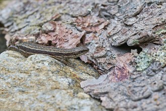 Viviparous lizard (Zootoca vivipara), Bavaria, Germany, Europe