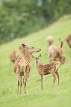 Red deer (Cervus elaphus) mother with her fawn standing on a meadow in the mountains in tirol,