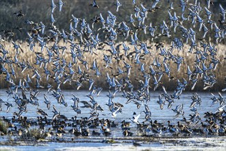 Black-tailed Godwit, Limosa limosa, birds in flight over marshes at winter