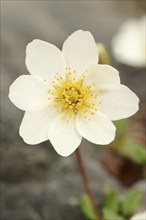 White dryad (Dryas octopetala), flower, Hohe Tauern, Austria, Europe