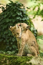 Eurasian lynx (Lynx lynx) mother with her youngster in a forest, Bavaria, Germany, Europe