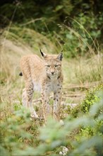 Eurasian lynx (Lynx lynx) standing in the forest, Bavaria, Germany, Europe