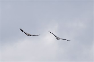 Two cranes in the sky (Grus grus), Teufelsbruch, Müritz National Park, Mecklenburg Lake District,