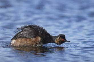 Black necked grebe (Podiceps nigricollis) adult bird in breeding plumage shaking water off its