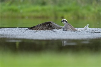 Western osprey (Pandion haliaetus) hunting, Aviemore, Scotland, Great Britain