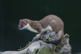 European stoat (Mustela erminea) adult animal on a tree stump, United Kingdom, Europe