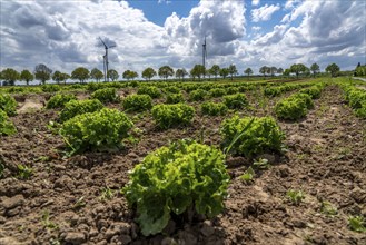 Agriculture, lettuce growing in a field, Lollo Bionda and Lollo Rossa, in long rows of plants, at