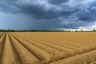 Dark rain clouds, thunderclouds over a potato field, near Grevenbroich, North Rhine-Westphalia,