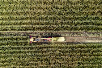 Maize harvest, combine harvester, chopper works its way through a maize field, the silage is pumped