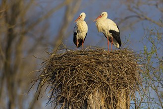 White stork (Ciconia ciconia), stork wedding, Altlußheim, Germany, Europe