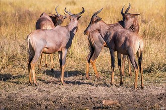 Africa, Botswana, antelope, lyrebird, Botswana, Africa