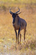 Africa, Botswana, antelope, lyrebird, Botswana, Africa