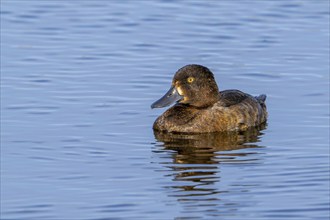 Tufted duck, tufted pochard (Aythya fuligula, Anas fuligula) adult female swimming in lake in