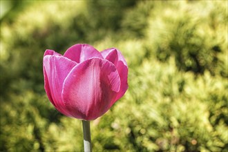 Beautiful rose tulip flowers with green blurred background