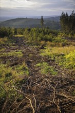 View of a forest area near Ilmenau in the Thuringian Forest destroyed by the Borkerkaefer. Ilmenau,