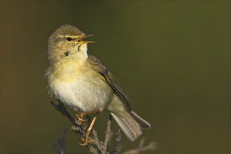 Willow warbler (Phylloscopus trochilus), Heligoland, Erpolzheim, Rhineland-Palatinate, Federal