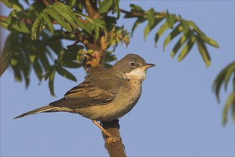 Whitethroat, songbird, (Sylvia communis), Bad Dürkheim district, Rhineland-Palatinate, Federal