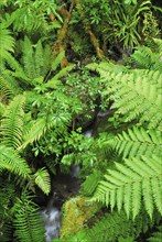 Fern Branch, Westland National Park, South West New Zealand World Heritage Site, West Coast, South