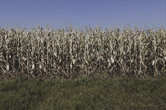 Dried corn, photographed in Bad Dürrenberg, 28/08/2024