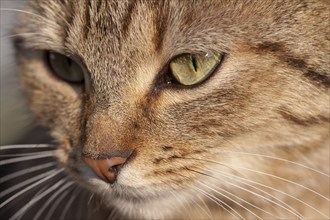 Felidae (Felis silvestris catus), Rhineland-Palatinate, Germany, Europe