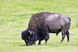 Bison on a pasture in Germany, Bulle, (Bison Bison), Bavaria, Federal Republic of Germany