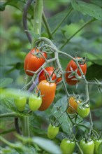 Tomato plant with ripe and unripe fruits, North Rhine-Westphalia, Germany, Europe