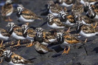 Dunlin (Calidris alpina) adult in breeding plumage resting among flock of ruddy turnstones