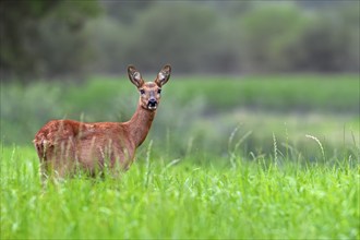 European roe deer (Capreolus capreolus) female, doe foraging in grassland, meadow at forest edge at