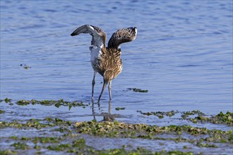 Eurasian curlew, common curlew (Numenius arquata) showing white underside of wings while foraging