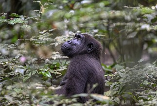 Western lowland gorilla (Gorilla gorilla gorilla), female, Loango National Park, Parc National de