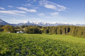 Spring meadow near Füssen, Allgäu Alps, snow, fir forest, Allgäu, Bavaria, Germany, Europe