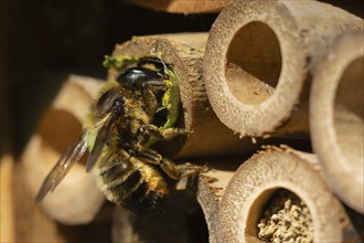 Leafcutter bee (Megachile willughbiella) adult insect filling a hole with a leaf in a garden bee