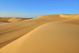 Pristine sand dunes stretch out under a clear blue sky, Matruh, Great Sand Sea, Libyan Desert,