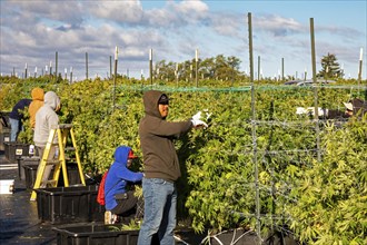 Paw Paw, Michigan, Migrant farmworkers harvest cannabis at Grasshopper Farms