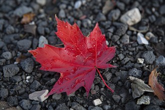 Single red maple autumn leaf, Generative Ai, AI generated