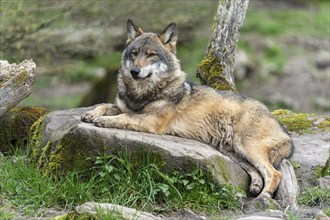 European gray wolf (Canis lupus) lying on a stone, France, Europe