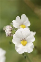 Elf mirror 'Sunsatia Plus' (Nemesia Fruticans-Hybride), flower, ornamental plant, North