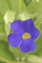 Blue sky flower (Thunbergia battiscombei), flower, native to Africa, ornamental plant, North