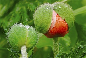 Picturesque poppies, May, Germany, Europe